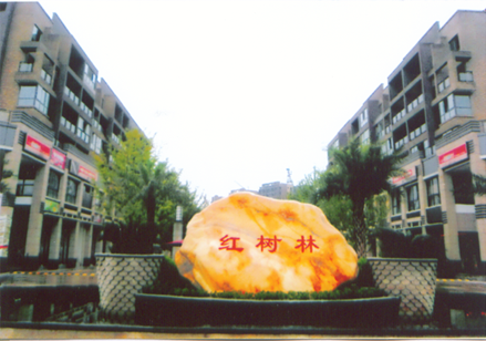 紅樹林